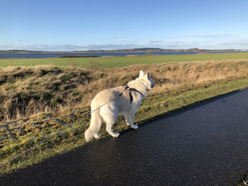View of horse on road