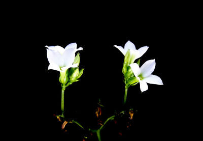 Close-up of flowers against black background