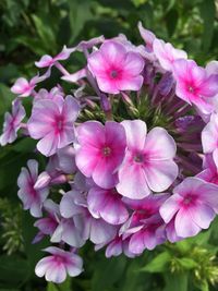 Close-up of pink flowers