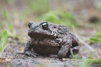 Close-up of frog on land
