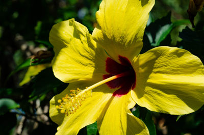 Close-up of yellow flowering plant in park