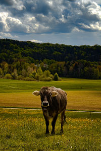 Cow grazing on field against sky