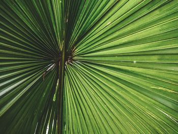 Full frame shot of palm tree leaves