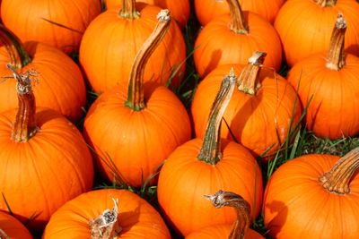 Many halloween pumpkins in the meadow