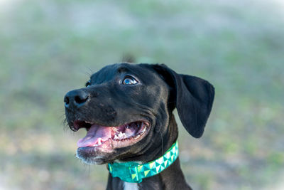 Close-up of dog