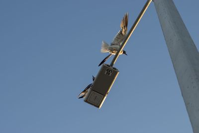 Low angle view of bird flying against clear sky