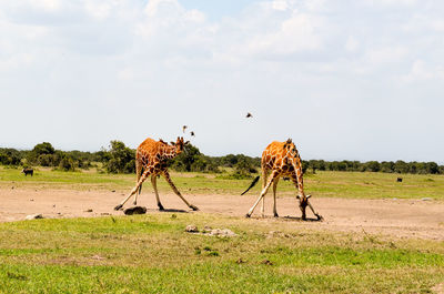 View of horse on field against sky