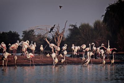 Flock of birds in the lake