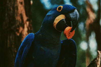 Close-up of parrot perching on a tree