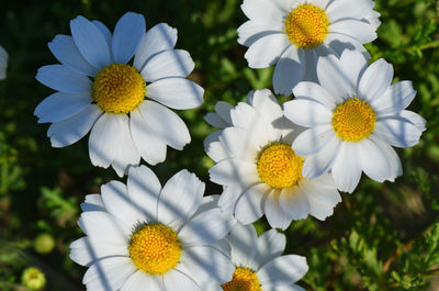 Close-up of white daisy blooming outdoors