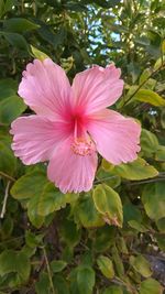 Close-up of pink hibiscus flower