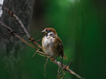 Close-up of bird perching on branch