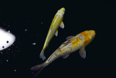 Close-up of fish swimming against black background