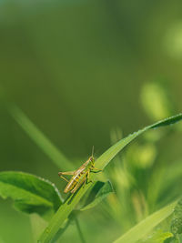 Close-up of insect on leaf