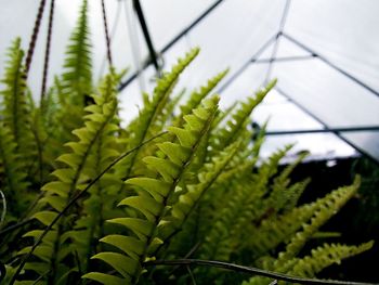 Close-up of fern leaves