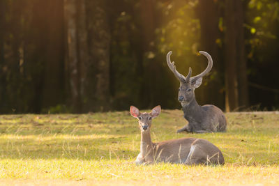 Deer on field