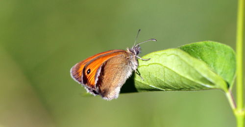 Close-up of butterfly perching on plant