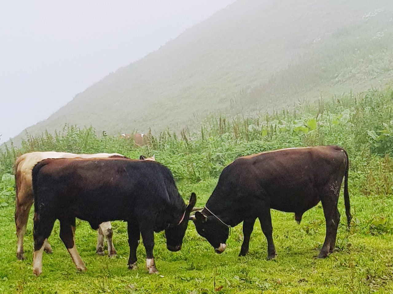 HORSES IN A FARM