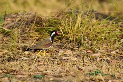 Bird perching on a field