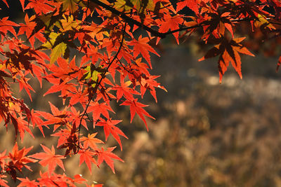 Close-up of maple leaves on tree