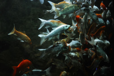 Fish swimming in water at manila ocean park