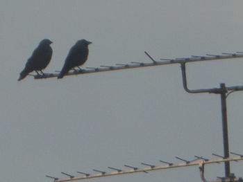 Bird perching on branch