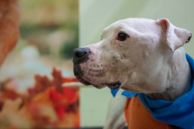 Close-up of dog looking away