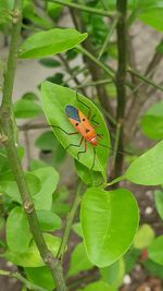 Close-up of ladybug on leaf