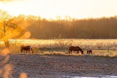 Silhouette of trees on field at sunset