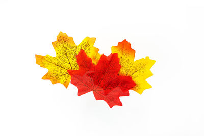 Close-up of maple leaves on white background
