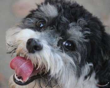 Close-up portrait of a dog