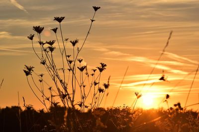 Close-up of silhouette plants on field against sunset sky