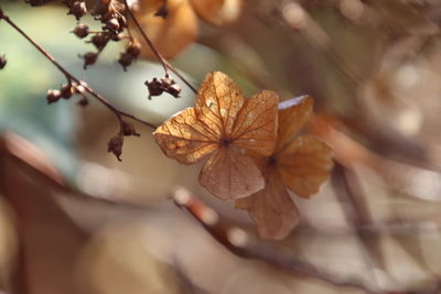 Close-up of autumn leaves on plant