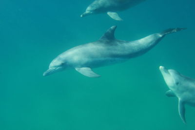 Close-up of dolphins swimming in sea