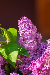 Close-up of pink flowers blooming outdoors