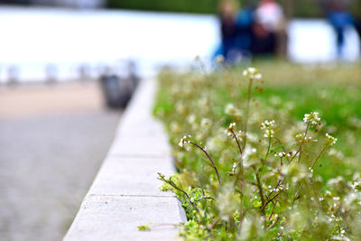 Close-up of flowers