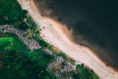 High angle view of plants on land