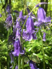 Close-up of purple flowering plants