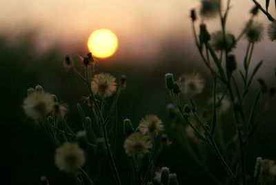 Close-up of plant growing on field at sunset