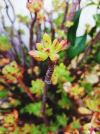 Close-up of flower against blurred background