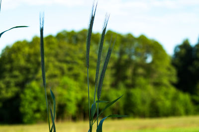 Close-up of fresh green plants on field against sky