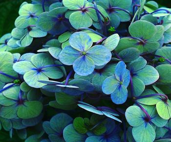 High angle view of hydrangea flowers