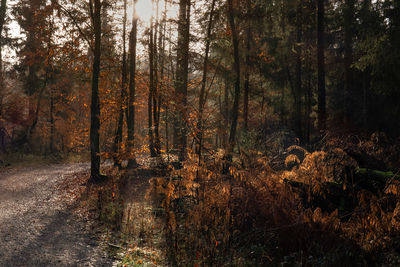 Trees in forest during autumn