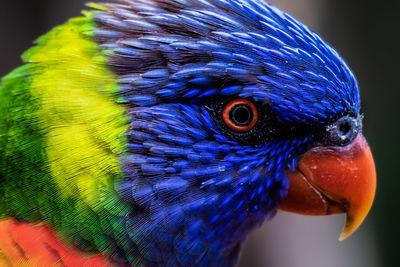 Close-up of peacock