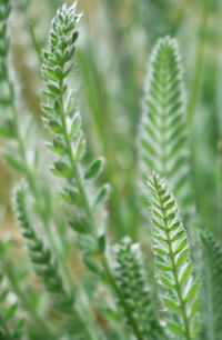 Close-up of fern