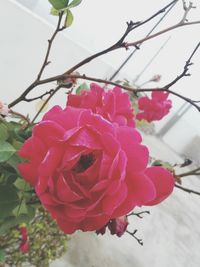 Close-up of pink flowers blooming against sky