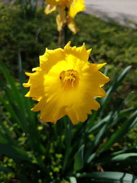 Close-up of yellow flowering plant