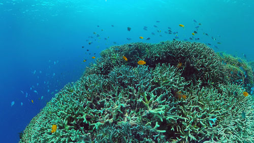 Fish swimming in sea