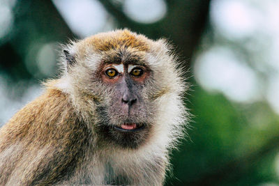 Close-up portrait of a monkey