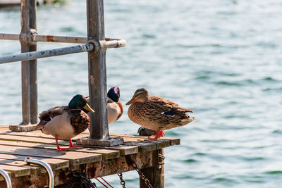 Birds perching on wooden post